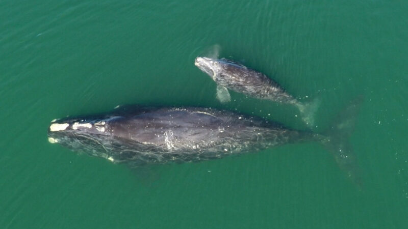 Can 70 Moms Save the Endangered North Atlantic Right Whale?