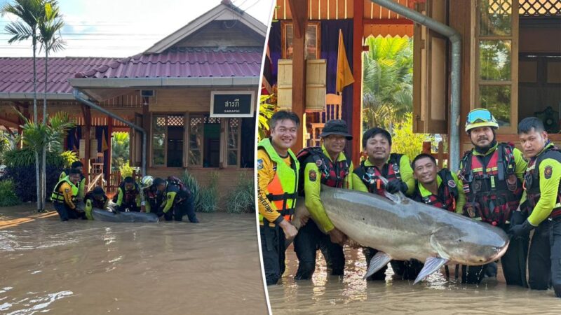 Rescuers save 220-pound catfish from flooded train station