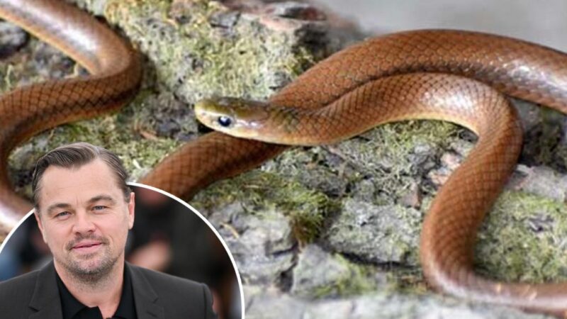 Newly-discovered snake species gets named after Leonardo DiCaprio