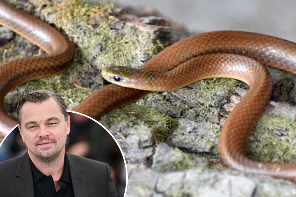 Newly-discovered snake species gets named after Leonardo DiCaprio