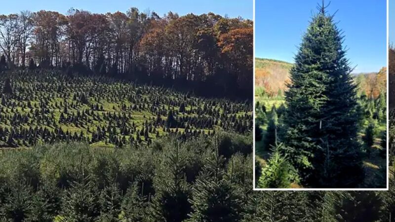 White House selects North Carolina family’s Christmas tree farm to provide 2024 tree