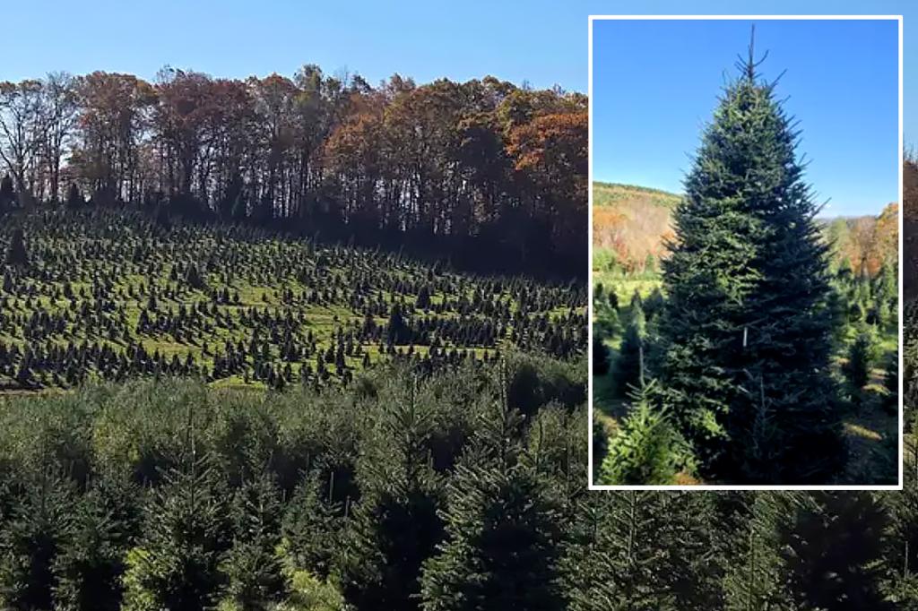 White House selects North Carolina family’s Christmas tree farm to provide 2024 tree