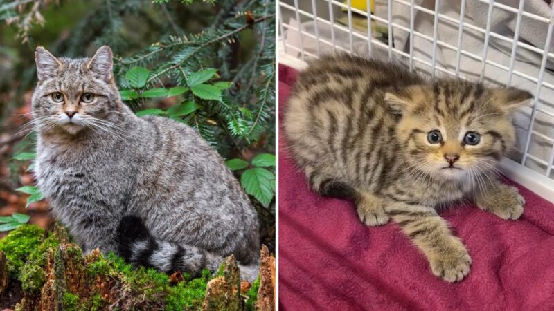 Aggressive European wildcat mistaken for abandoned kitten