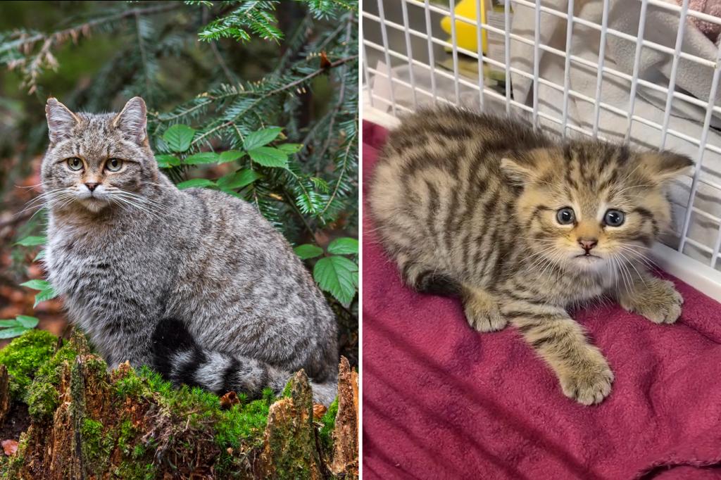 Aggressive European wildcat mistaken for abandoned kitten