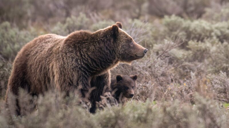 Beloved Grand Teton grizzly bear No. 399 fatally struck by a vehicle in Wyoming