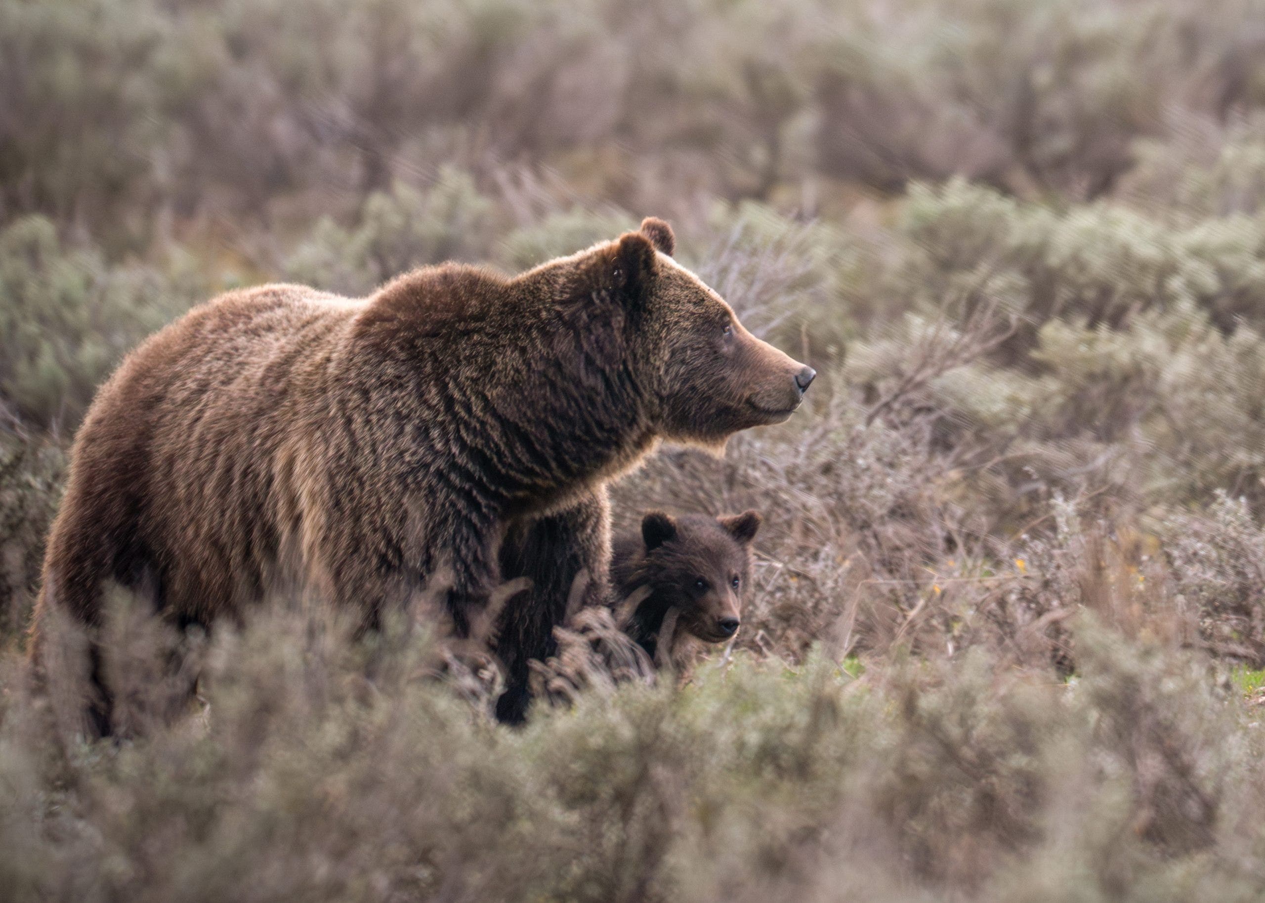 Beloved Grand Teton grizzly bear No. 399 fatally struck by a vehicle in Wyoming