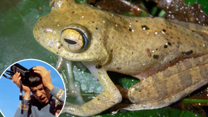 New frog species chirp like trippy ‘Star Trek’ sound effects