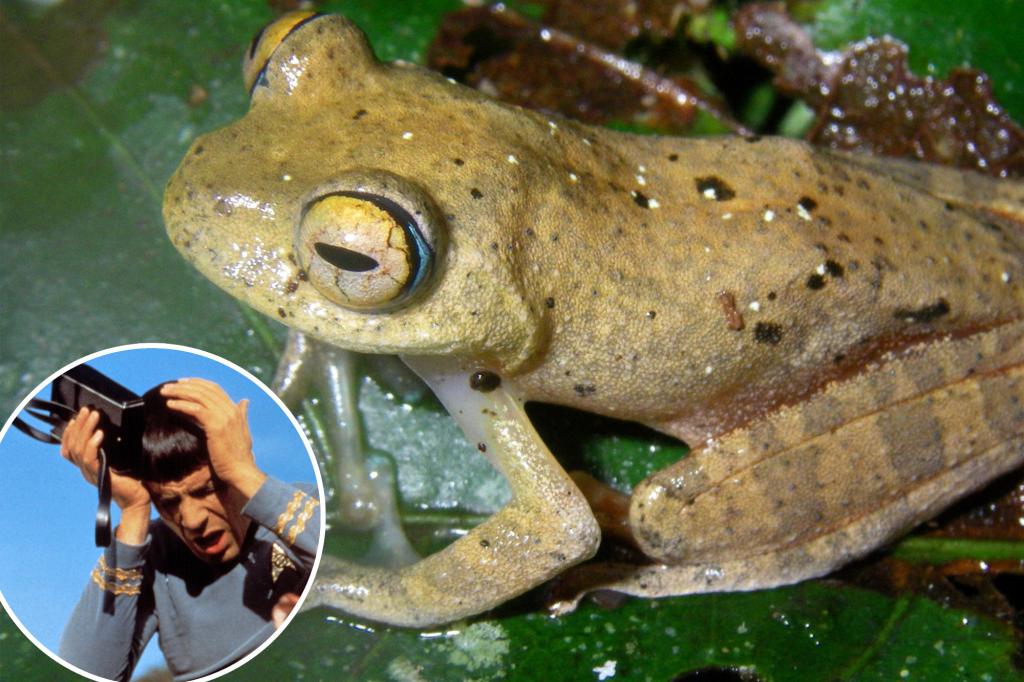 New frog species chirp like trippy ‘Star Trek’ sound effects