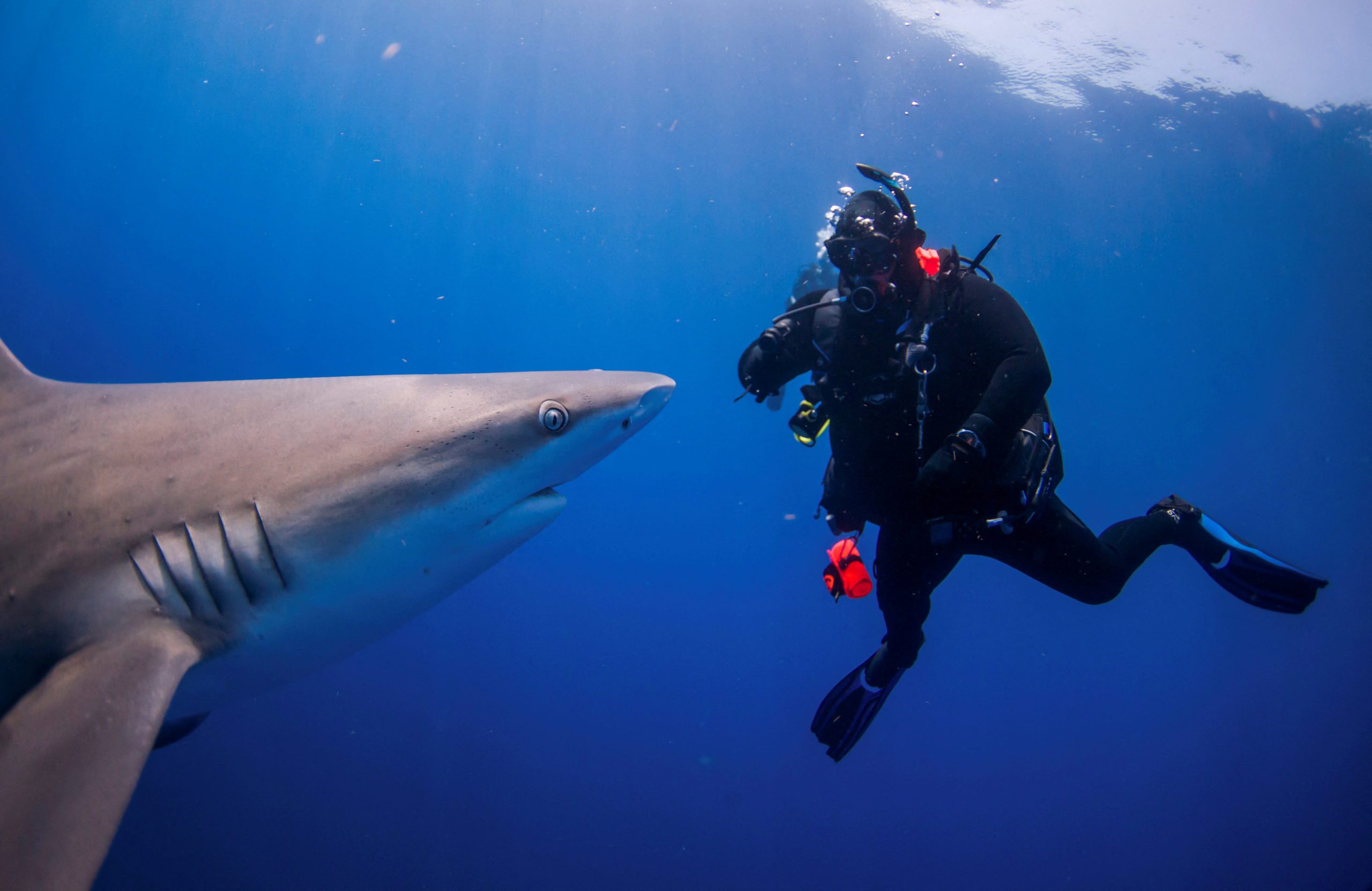 People take the plunge with a shark dive in Florida