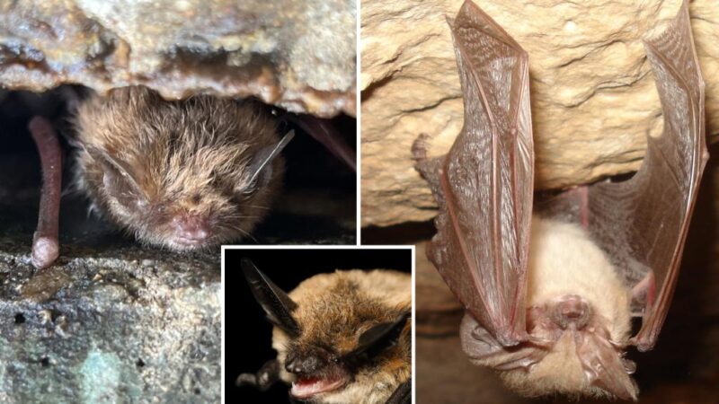 Bureau of Land Management hosts viral fifth annual bat beauty contest