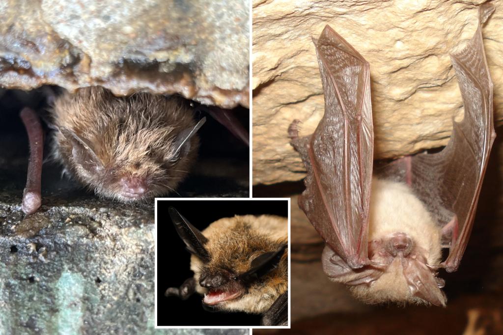 Bureau of Land Management hosts viral fifth annual bat beauty contest