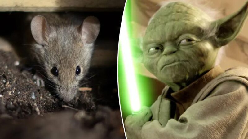 Rats have ‘Jedi’-like sense of smell, groundbreaking study asserts: ‘Seems like magic’