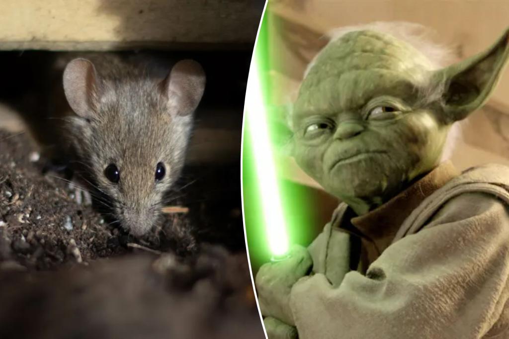 Rats have ‘Jedi’-like sense of smell, groundbreaking study asserts: ‘Seems like magic’