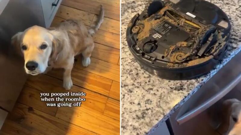 Dog owner discovers Roomba literally can’t see s—t: video