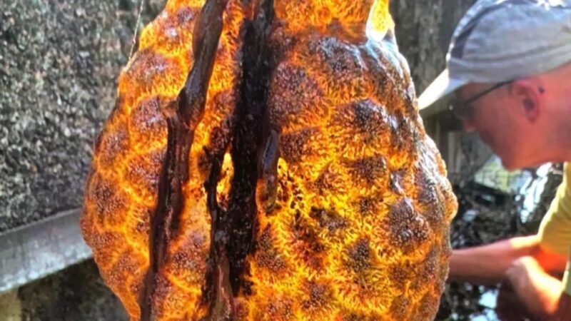 Slimy, orange ‘alien egg pods’ discovered in river — and they’re ‘spreading rapidly’