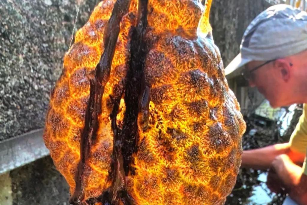 Slimy, orange ‘alien egg pods’ discovered in river — and they’re ‘spreading rapidly’