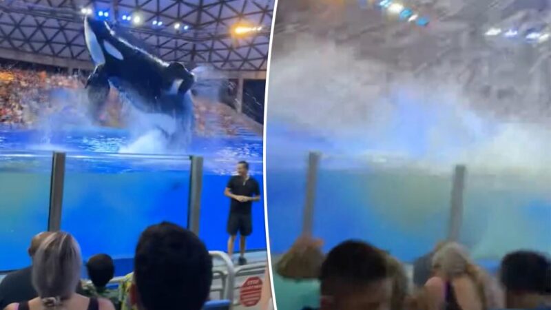 SeaWorld orca splashes poop-filled water at horrified audience: ‘That was personal’