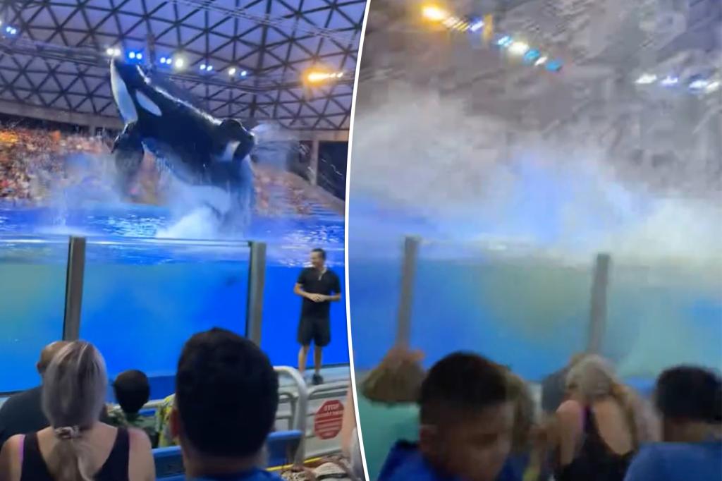 SeaWorld orca splashes poop-filled water at horrified audience: ‘That was personal’