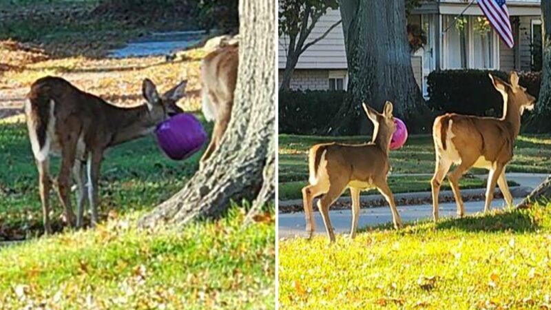 Deer getting heads stuck in plastic Halloween pumpkin buckets in Ohio