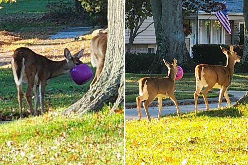 Deer getting heads stuck in plastic Halloween pumpkin buckets in Ohio