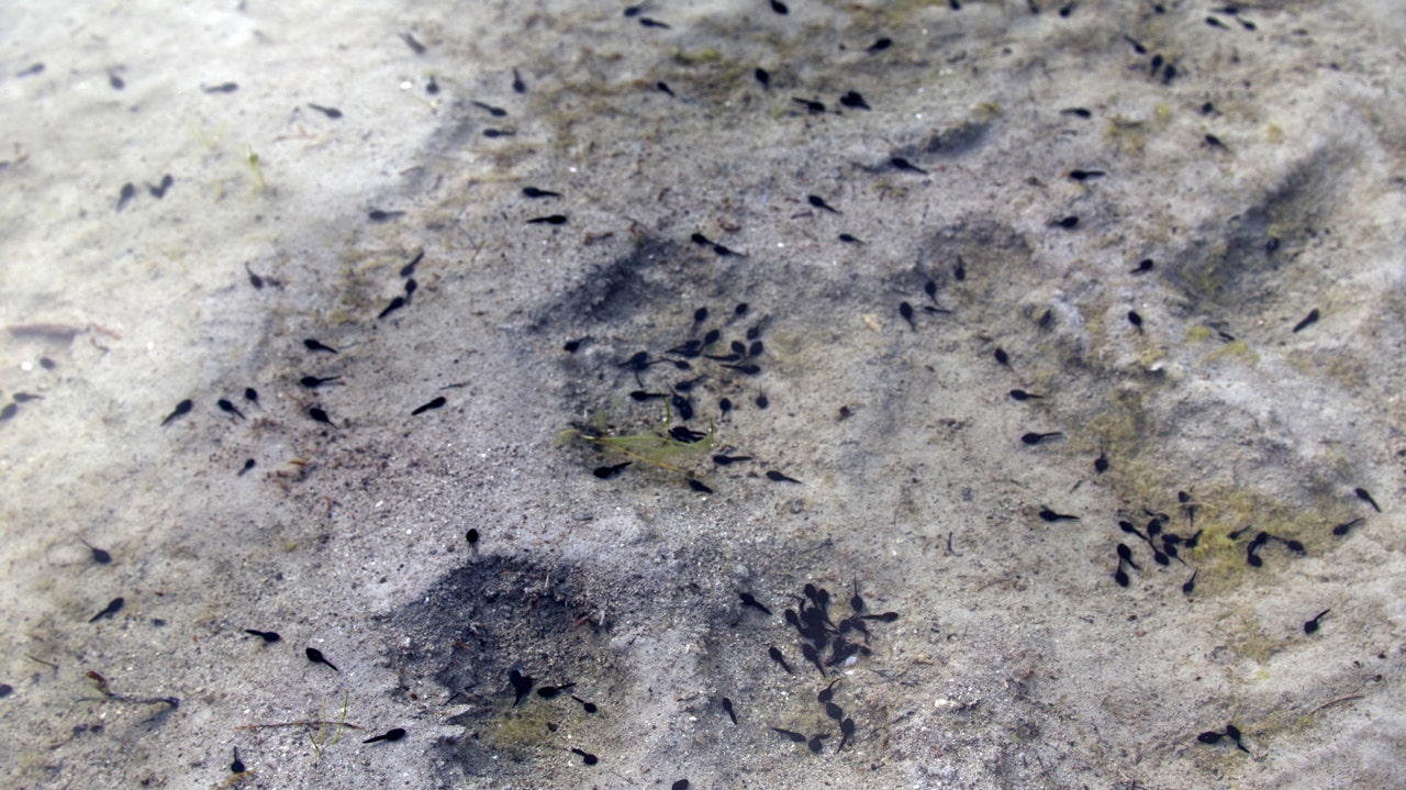 161 million-year-old tadpole fossil discovered in Argentina is the oldest ever found