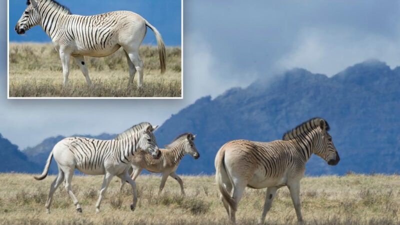 Scientists divided over resurrection of extinct quagga species