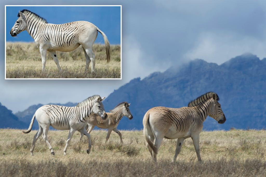 Scientists divided over resurrection of extinct quagga species