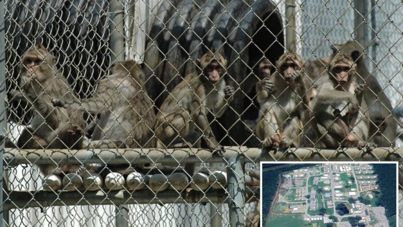 43 escaped monkeys still on the loose in South Carolina