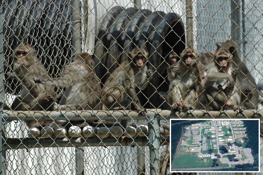 43 escaped monkeys still on the loose in South Carolina