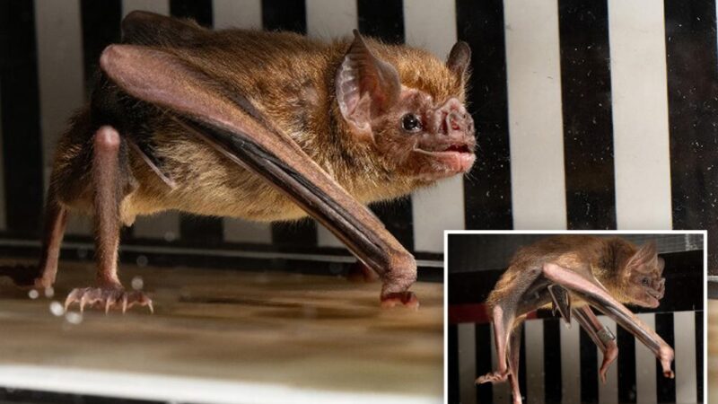 Vampire bats run on treadmills as scientists seek answer to energy outputs