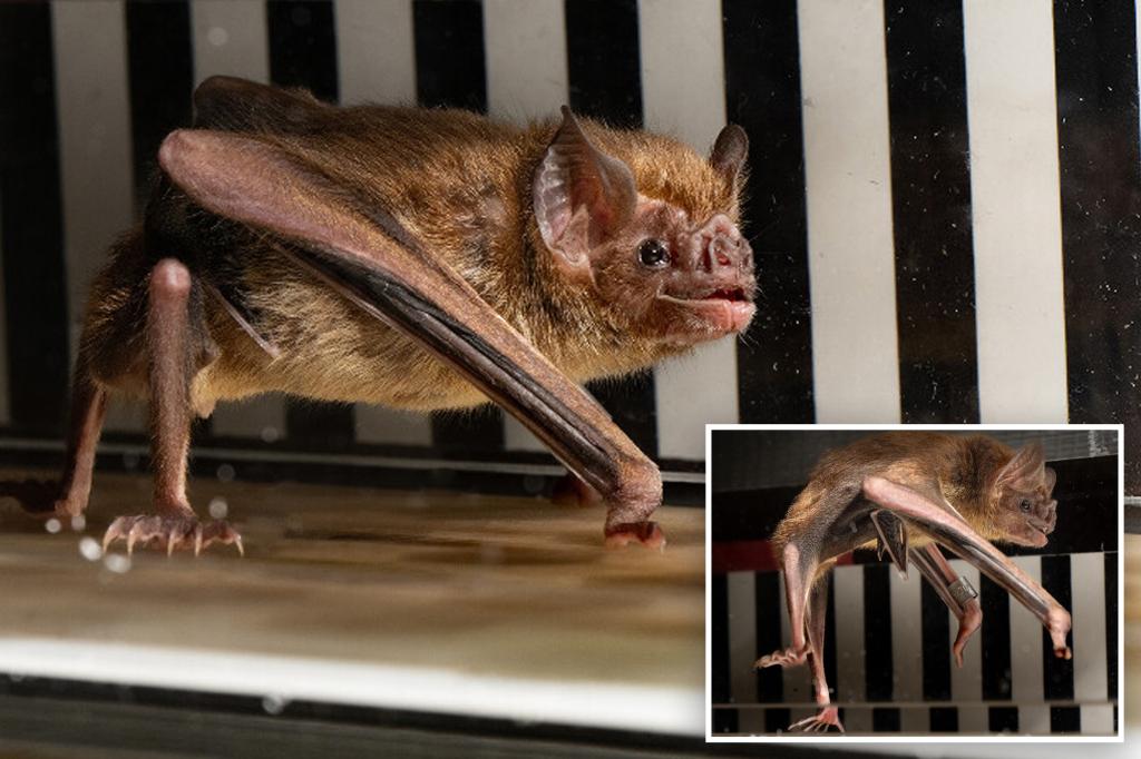 Vampire bats run on treadmills as scientists seek answer to energy outputs