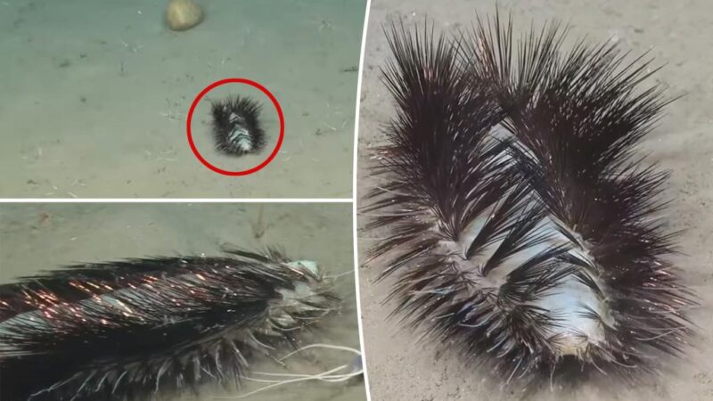 ‘Gorgeous’ sea worm discovered by shocked scientists: ‘Sassy sparkler’ with ‘dazzle’