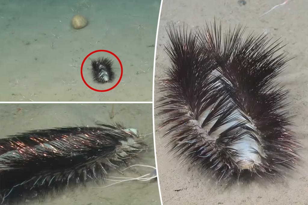 ‘Gorgeous’ sea worm discovered by shocked scientists: ‘Sassy sparkler’ with ‘dazzle’