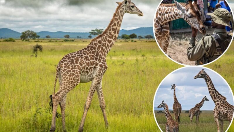 Giraffes are about to join the endangered species list for the first time