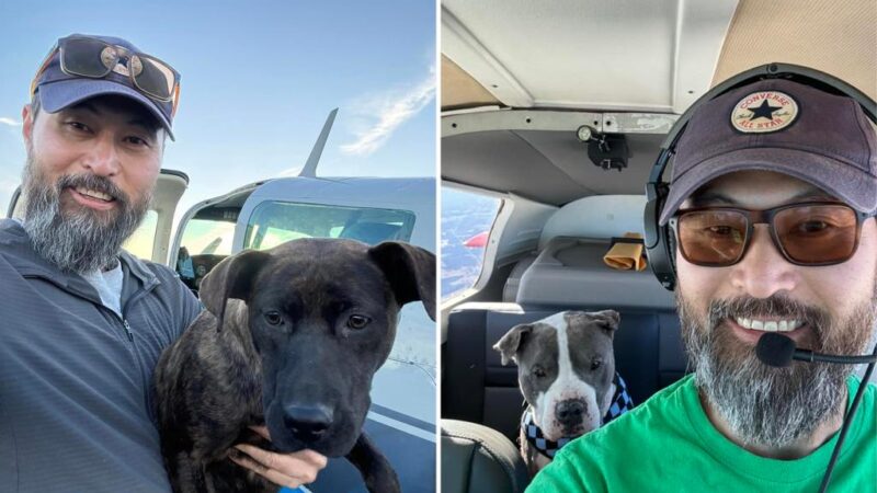 Pilot who flew dogs to be adopted dies in upstate plane crash