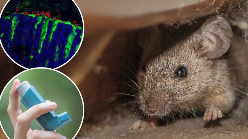 Mouse poop discovery may hold answers to asthma rates in NYC