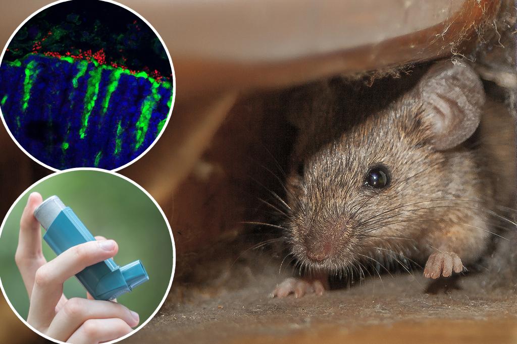 Mouse poop discovery may hold answers to asthma rates in NYC