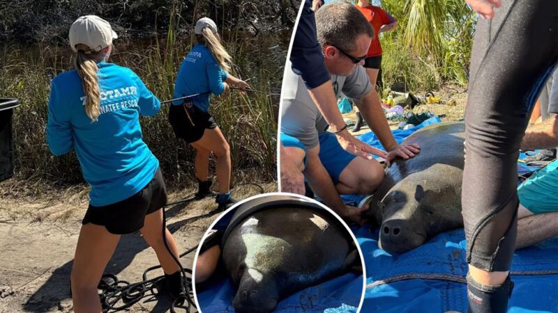 Baby manatee found stranded in Florida pond due to Hurricane Helen