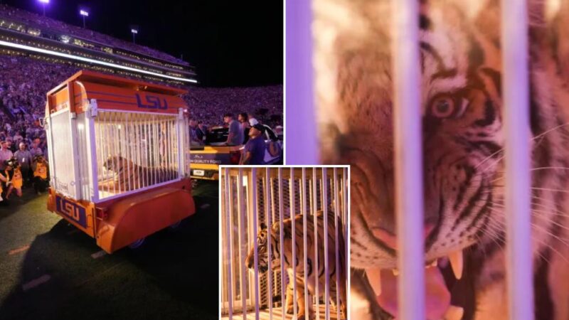 Caged tiger wheeled into LSU’s Tiger Stadium for the first time since 2015 at governor’s behest