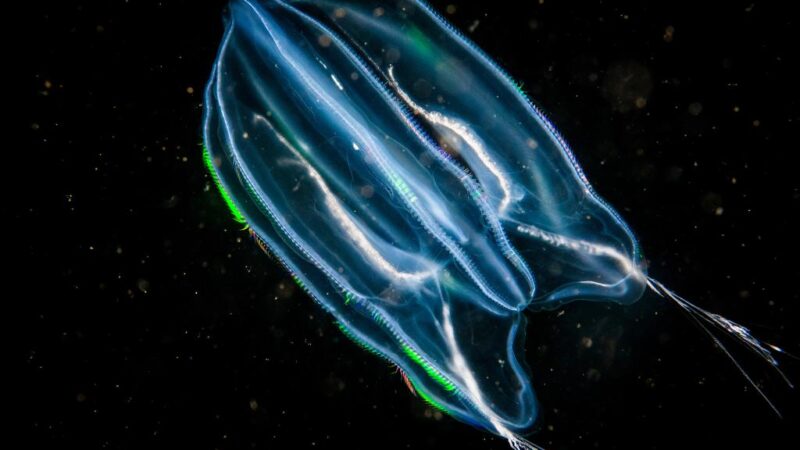 ‘Time-traveler’ jellyfish can age in reverse: accidental discovery