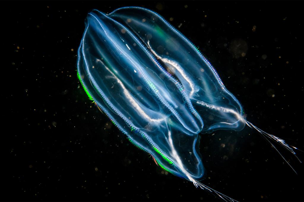 ‘Time-traveler’ jellyfish can age in reverse: accidental discovery