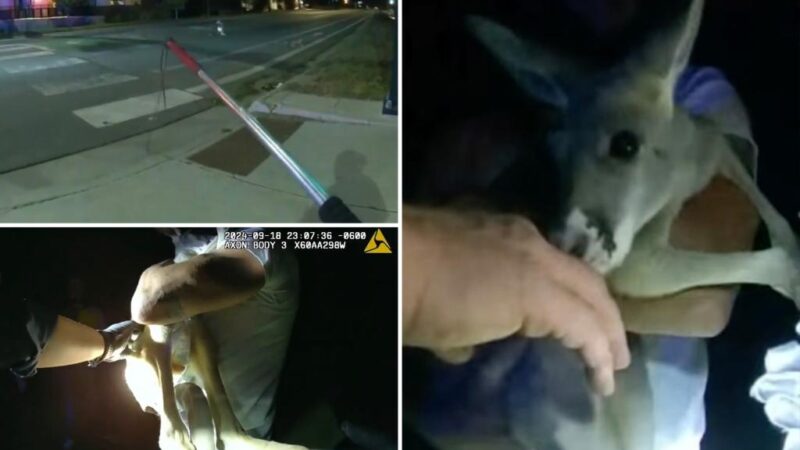 Pet kangaroo escapes, leads police on street chase caught on camera: ‘A Durangaroo!’