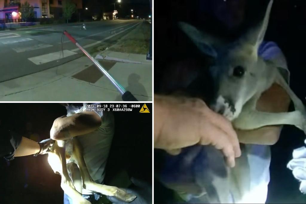 Pet kangaroo escapes, leads police on street chase caught on camera: ‘A Durangaroo!’