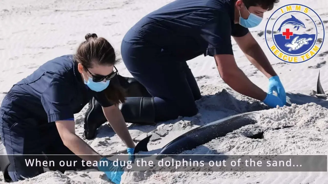 Four dolphins found dead on Mississippi’s Petit Bois Island