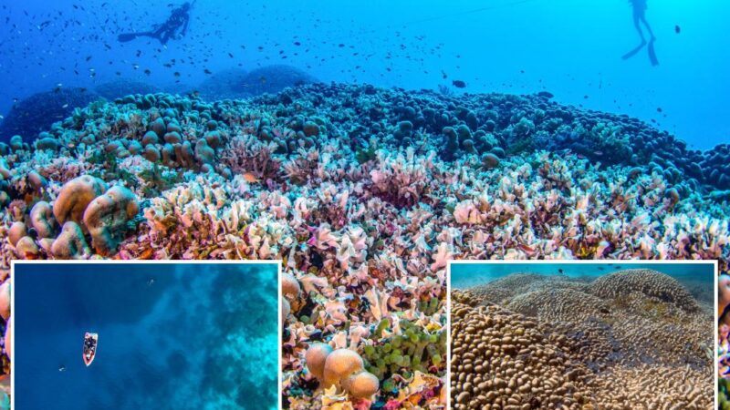 Largest-ever coral found in Pacific — and can be seen from space