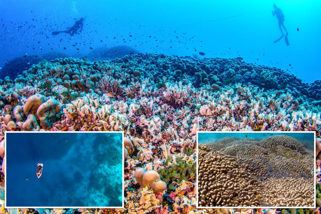 Largest-ever coral found in Pacific — and can be seen from space