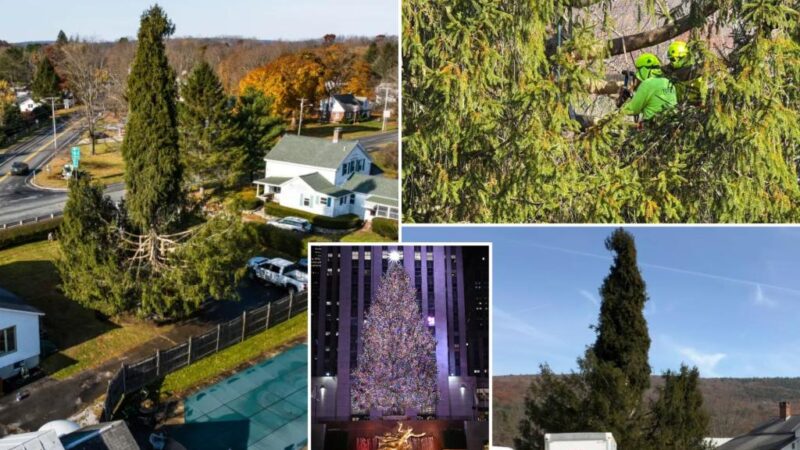 New York’s Rockefeller Christmas tree draws crowds to tiny Massachusetts town in send off