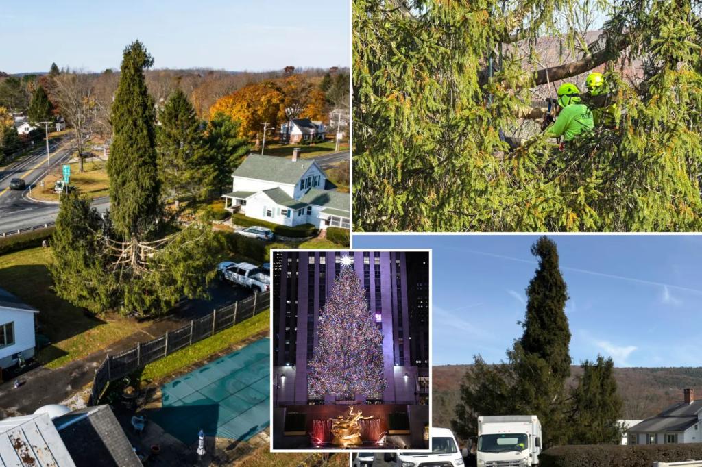 New York’s Rockefeller Christmas tree draws crowds to tiny Massachusetts town in send off