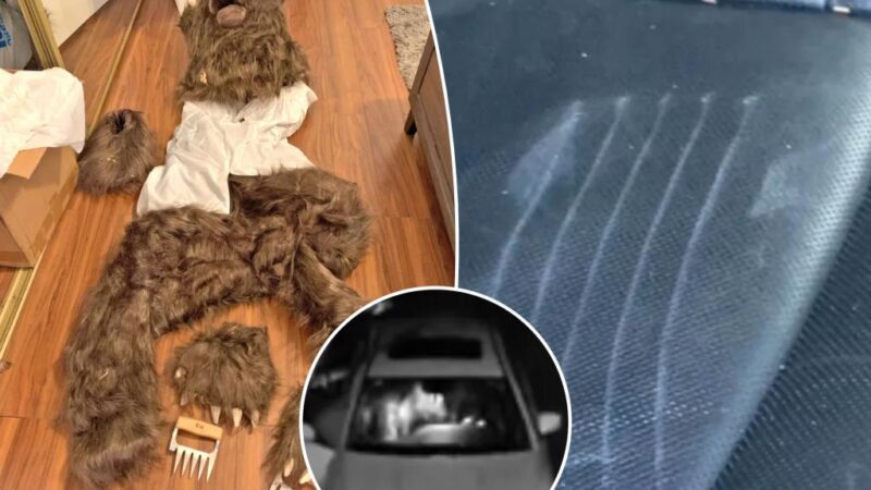 Person dons bear costume to stage attacks on luxury cars to fool insurance companies into $141K payouts