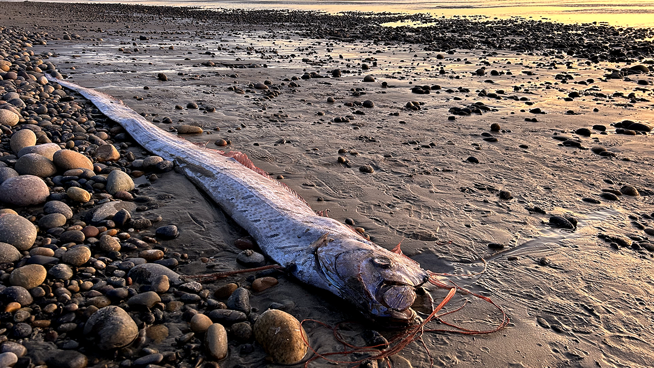 Rare ‘doomsday fish,’ spotted by California woman who was walking along beach